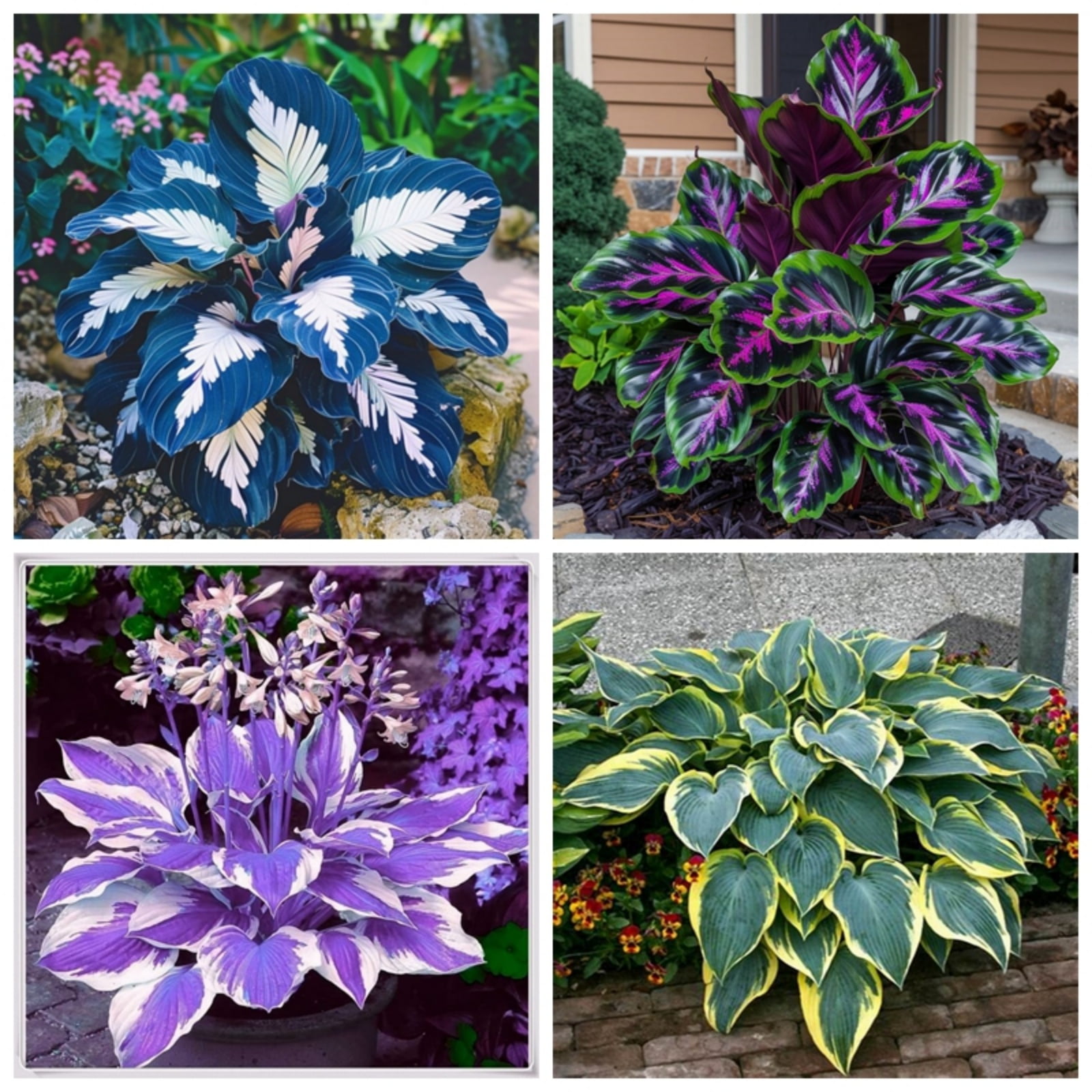 Pots to Grow, Low maintenance(Hostas) Indoors or Outdoor For sale