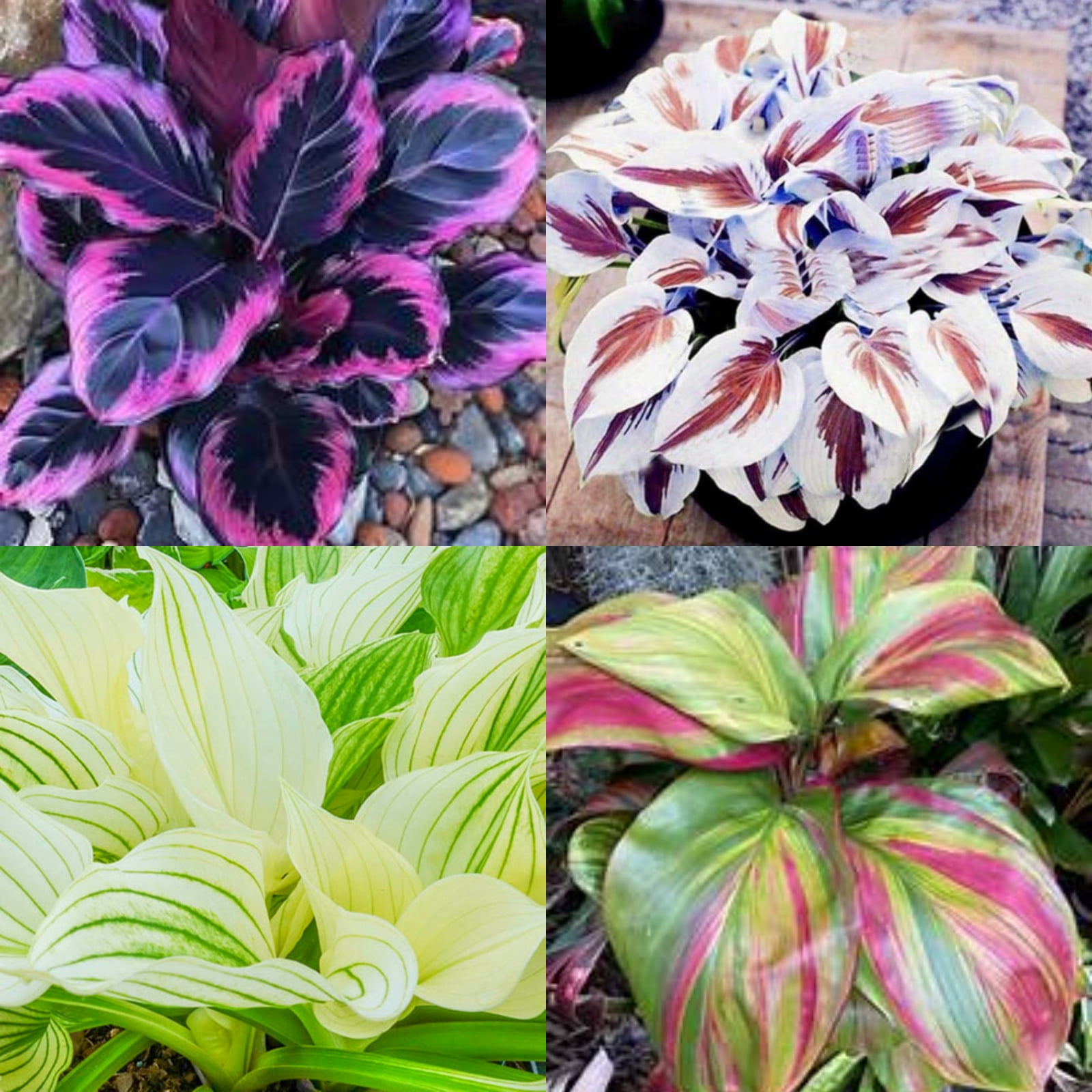 Pots to Grow, Low maintenance(Hostas) Indoors or Outdoor Gardens