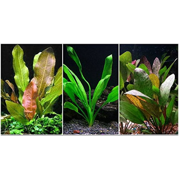 Potted Anubias Bundle - 3 Species - Barteri, Coffeefolia, Nana - Easy Aquarium Plants