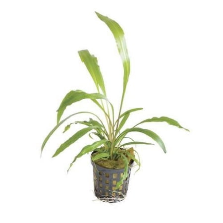 Potted Cryptocoryne Spiralis Live Aquarium Plant
