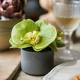 thumbnail image 1 of Potted Flower Mini Real Touch Potted Orchid in Green, 1 of 4