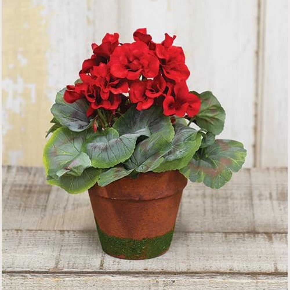 Potted Geraniums
