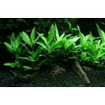thumbnail image 1 of Potted Hygrophila Compacta - Easy Live Aquarium Plant, 1 of 3