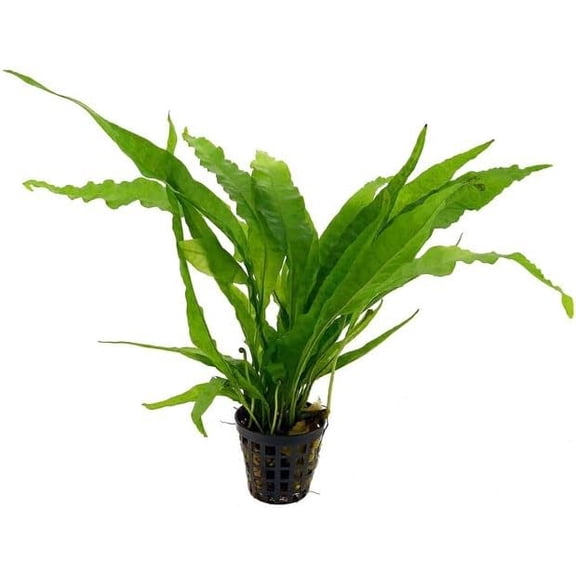Potted Microsorum Plants - Java Fern | Live Freshwater Aquatic Plants for Aquariums and Terrariums - Low Light, Low Maintenance Plants. (Potted Microsorum Broad)