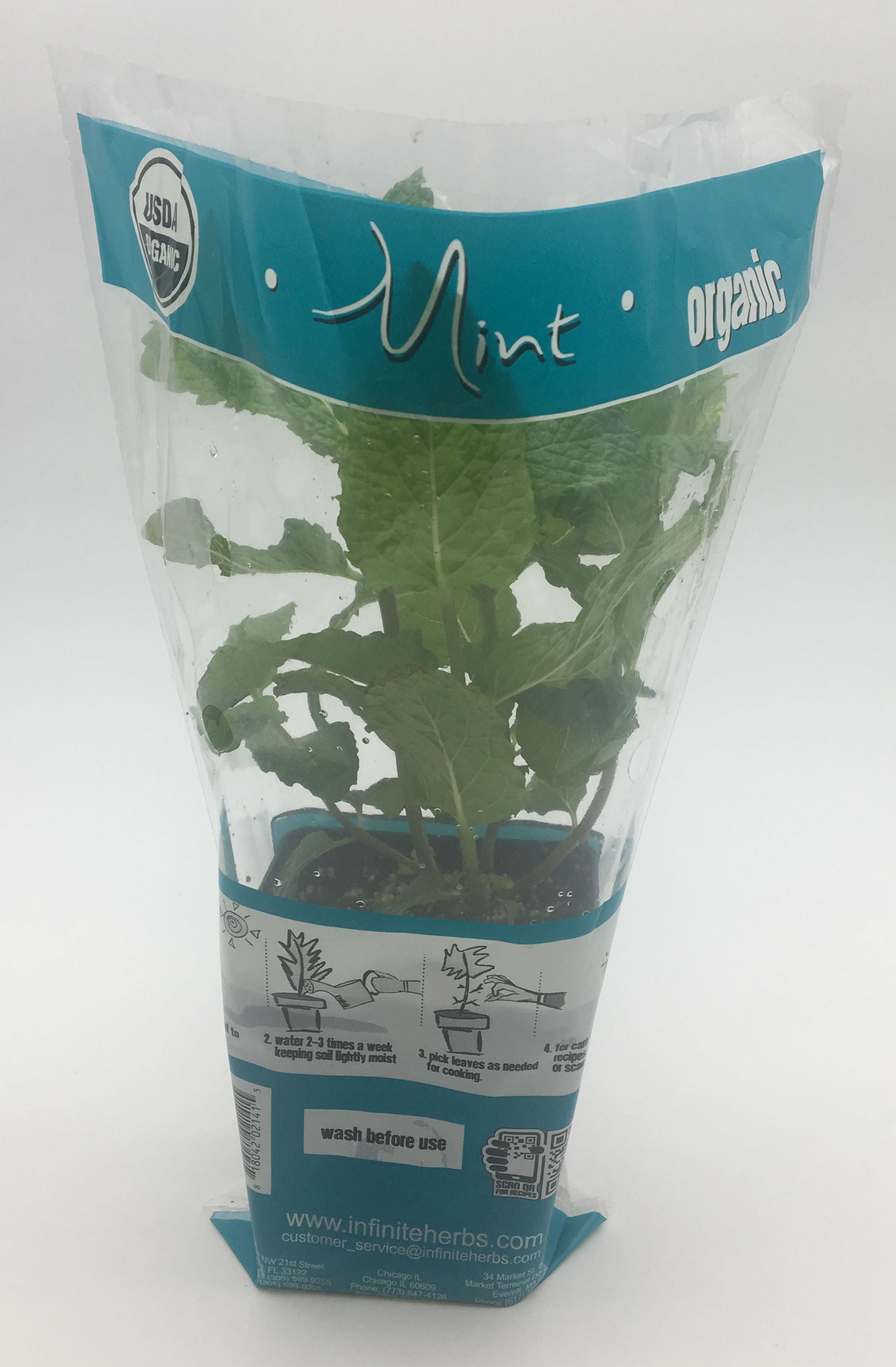 Potted Mint