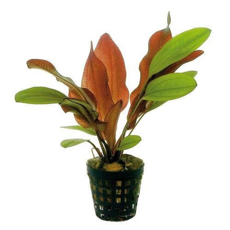 Potted Red Flame Sword - Beginner Tropical Live Aquarium Plant - Walmart.com