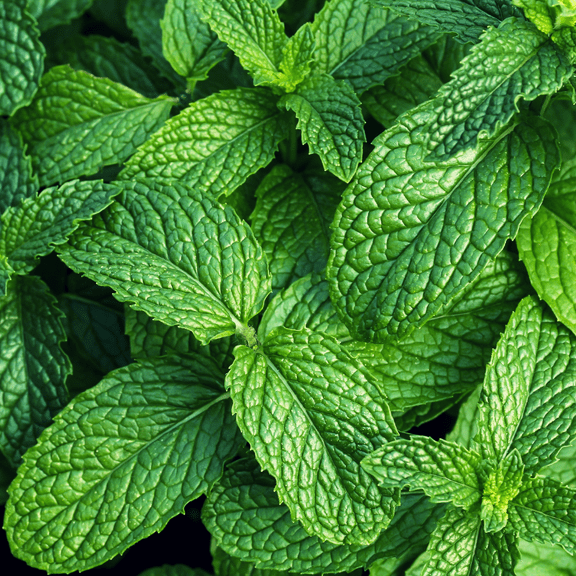 Potted Strawberry Mint Live Plant, 4 - 7 inches Tall, Edible and Fragrant Strawberry Mint Plant in 4.5 inches Pot, Ideal for Indoor Garden