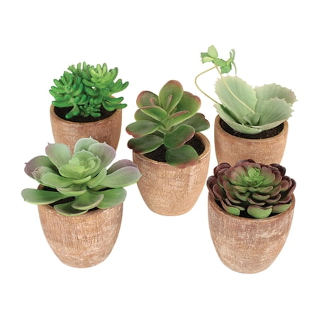 Potted Succulent (Set Of 5) 4"H-7.5"H Plastic, Terracotta