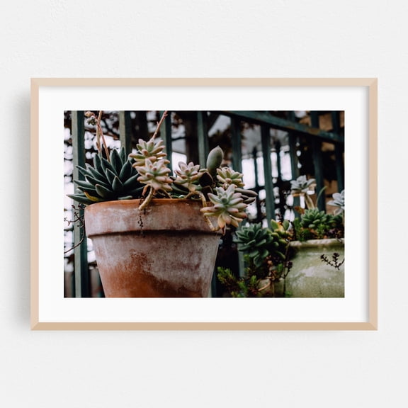 Potted Succulents - Visalia California Photography Botanical Garden Rustic Nature Floral Oak Framed Wall Art Print 16 x 24 inches