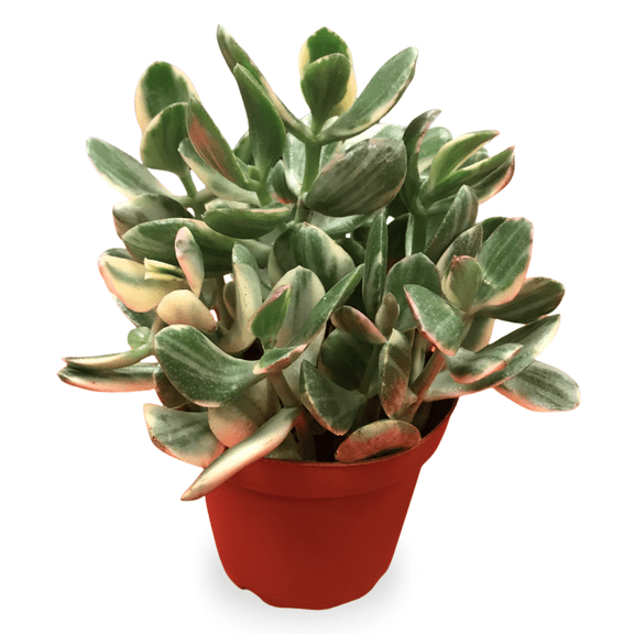 Potted Variegated Jade Succulents Plants Live, 3 - 5 Inches Height, Crassula Ovata, Varigated Jade Plant for Indoor Growing