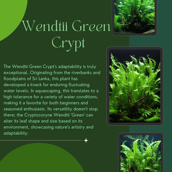 Potted Wendtii Green Crypt (Cryptocoryne Wendtii 'Green') by Shore Aquatic - Lush Greenery for Aquatic Bliss