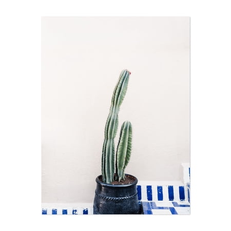 Potted cactus in Marrakesh - Marrakesh Marrakesh-Safi Morocco Photography Cactus Botanical Minimalist Garden Desert Modern Art Unframed Wall Art Print 6 x 8 inches