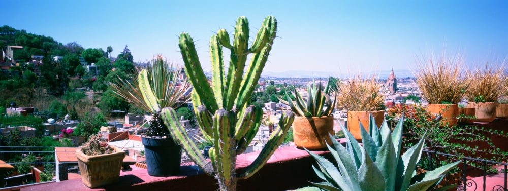 Potted plants on terrace of a building with city in the background San Miguel De Allende Guanajuato Mexico Canvas Art - Panoramic Images (36 x 12)
