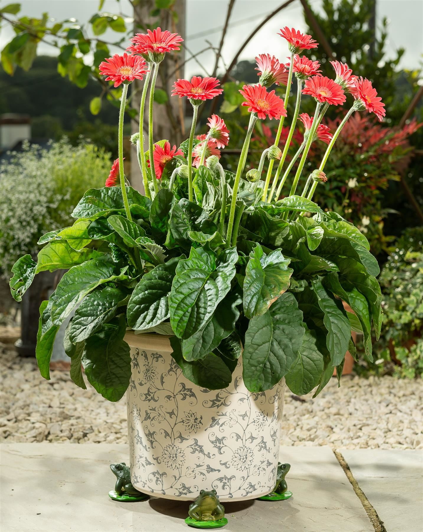 Potty Feet Decorative Green Frog Themed Plant Pot Feet Pot Support