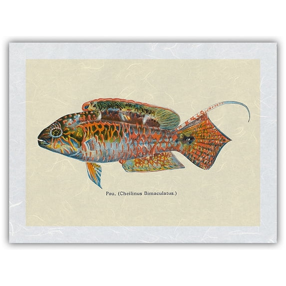 Pou (Cheilinus Bimaculatus) - Two Spot Wrasse Fish - from Fishes of Hawaii - Vintage Hawaiian Color Postcard c.1905 - Japanese Unryu Rice Paper Art Print (Unframed) 12 x 16 in