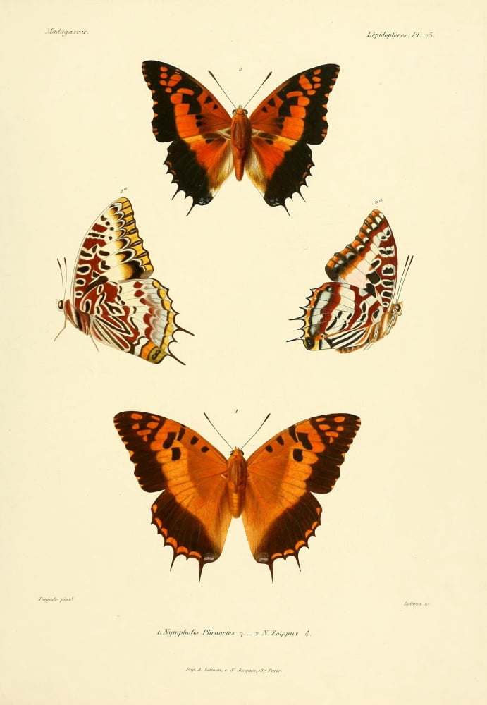 Poujade The Natural History of Madagascar 1885 Butterflies 2 Canvas Art - (24 x 36)