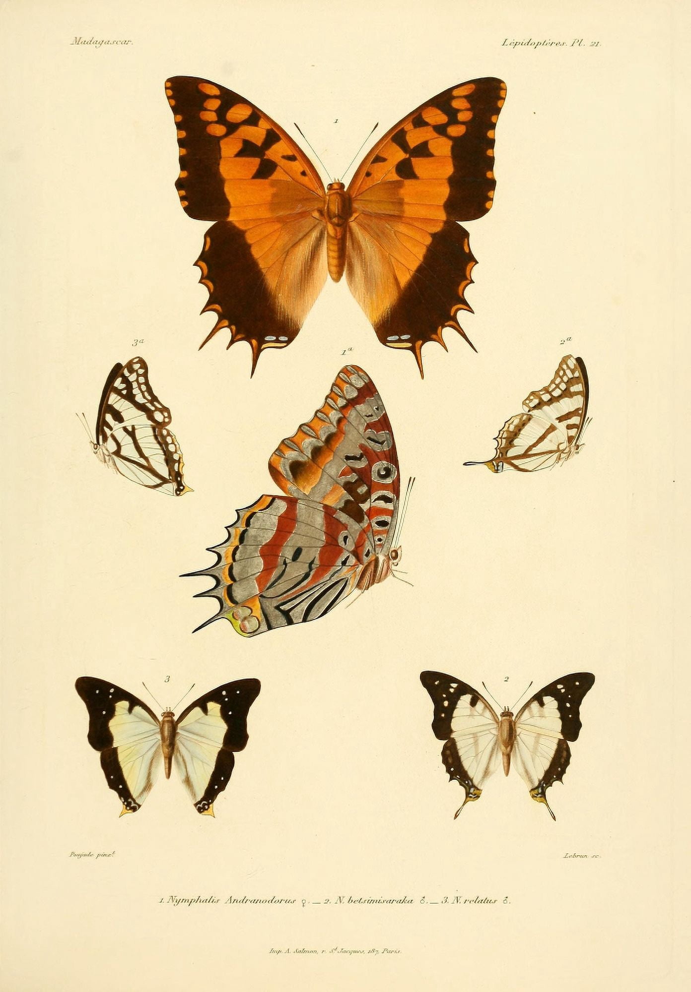 Poujade The Natural History of Madagascar 1885 Butterflies 3 Canvas Art -  (18 x 24)
