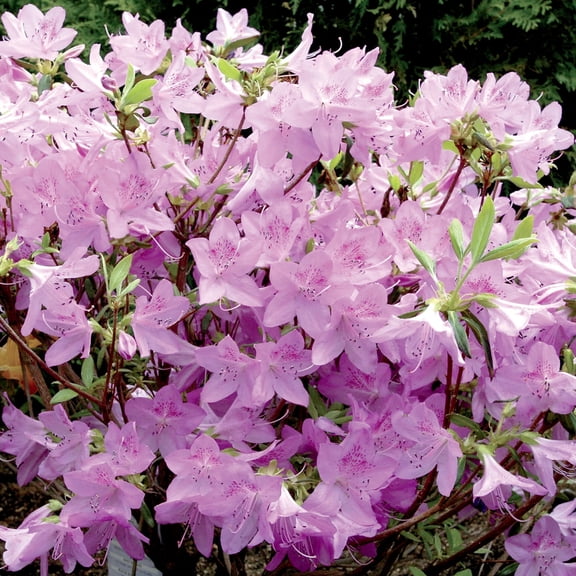 Poukhanense Azalea Broadleaf Evergreen Flowering Shrub, grown in a 3 Gallon Pot (1-Pack)