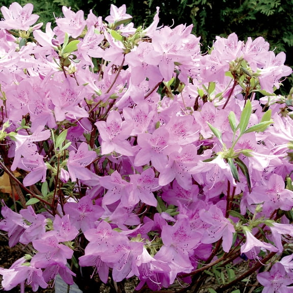 Poukhanense Azalea Broadleaf Evergreen Flowering Shrub, grown in a 2.25 Gallon Pot (1-Pack)