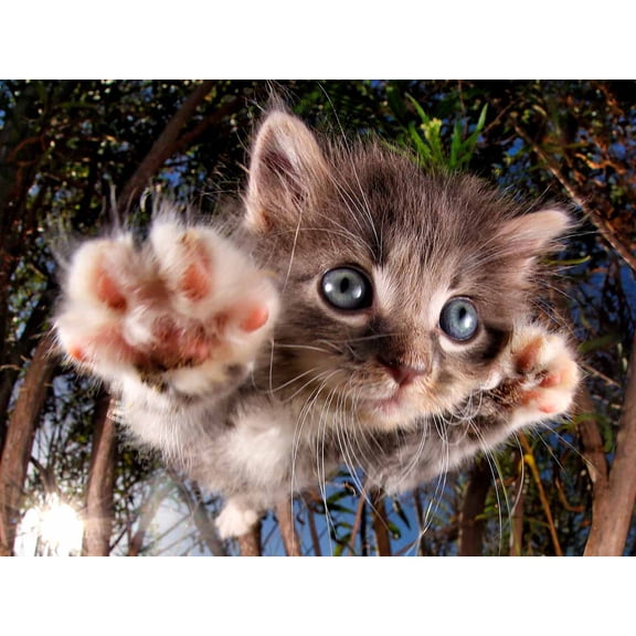 Pounce Bambam