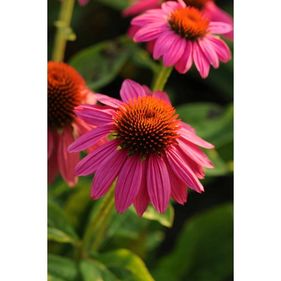 Pow Wow Wild Berry Coneflower - Echinacea - Gallon Pot