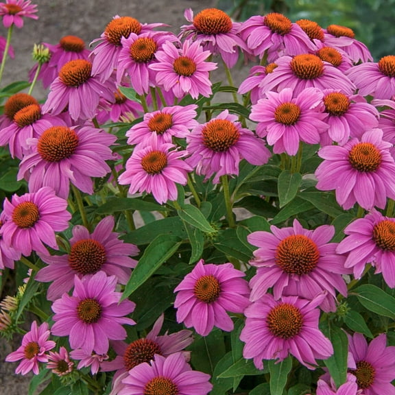 PowWow Wild Berry Purple Flowering Coneflower Echinacea Dormant Bare Root Perennial Starter Plant, One Plant per Offer