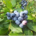 thumbnail image 1 of Powderblue Rabbiteye Blueberry - Vaccinium ashei 'Powderblue', 1 of 5