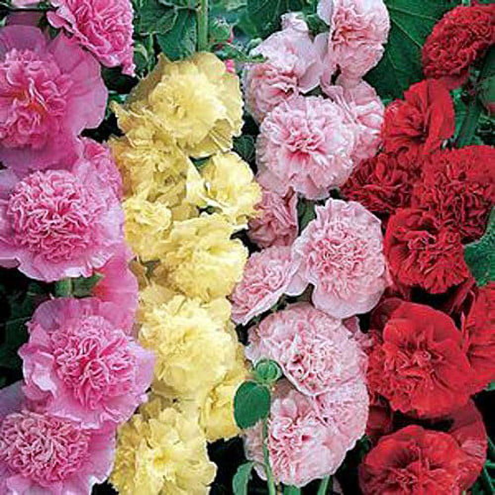 Powderpuff Mixture Hollyhock Plant Alcea Quart Pot