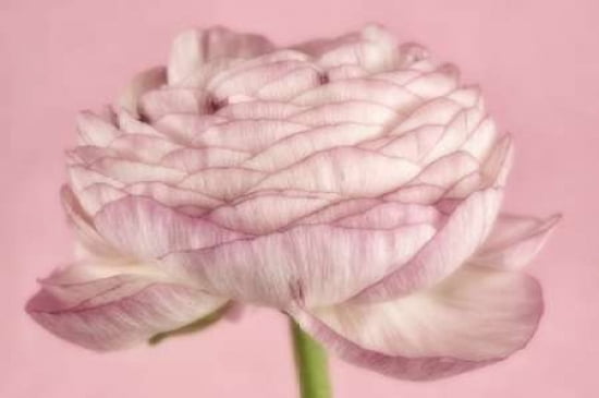 Powdery Persian Buttercup Canvas Art - Cora Niele (12 x 18)