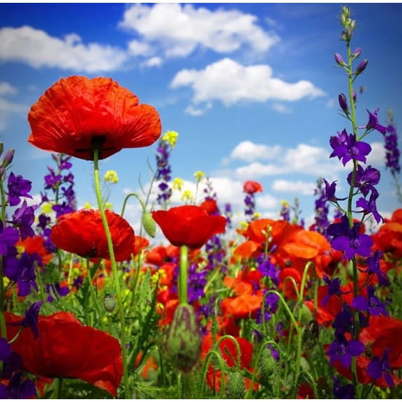 Power Couple - Poppy & Delphinium Flower Seed Mix for Planting (100 Seeds)