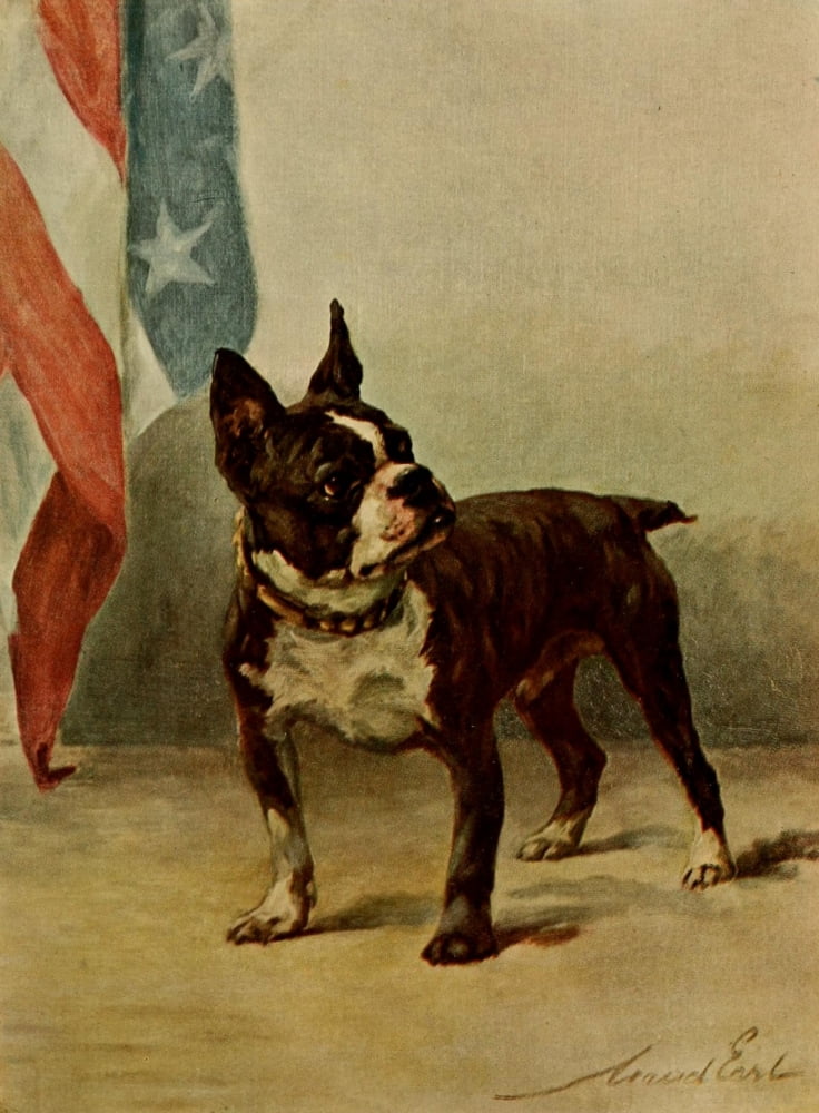 Power of the Dog 1910 Boston Terrier Canvas Art - Maud Earl (18 x 24)