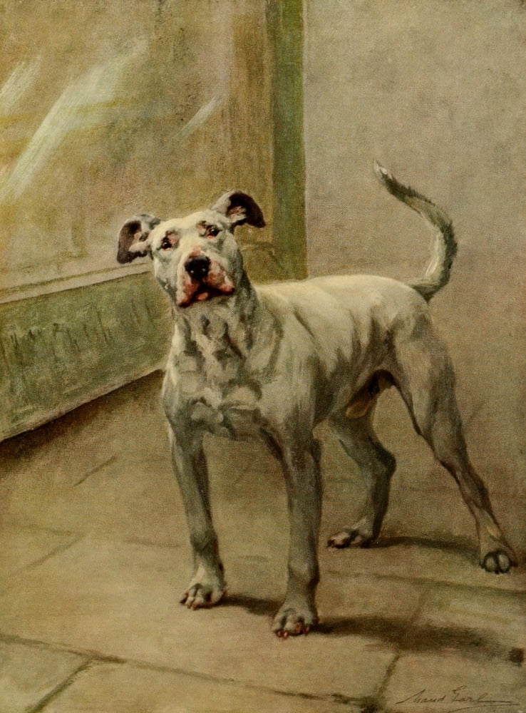 Power of the Dog 1910 Bull Terrier Canvas Art - Maud Earl (18 x 24)