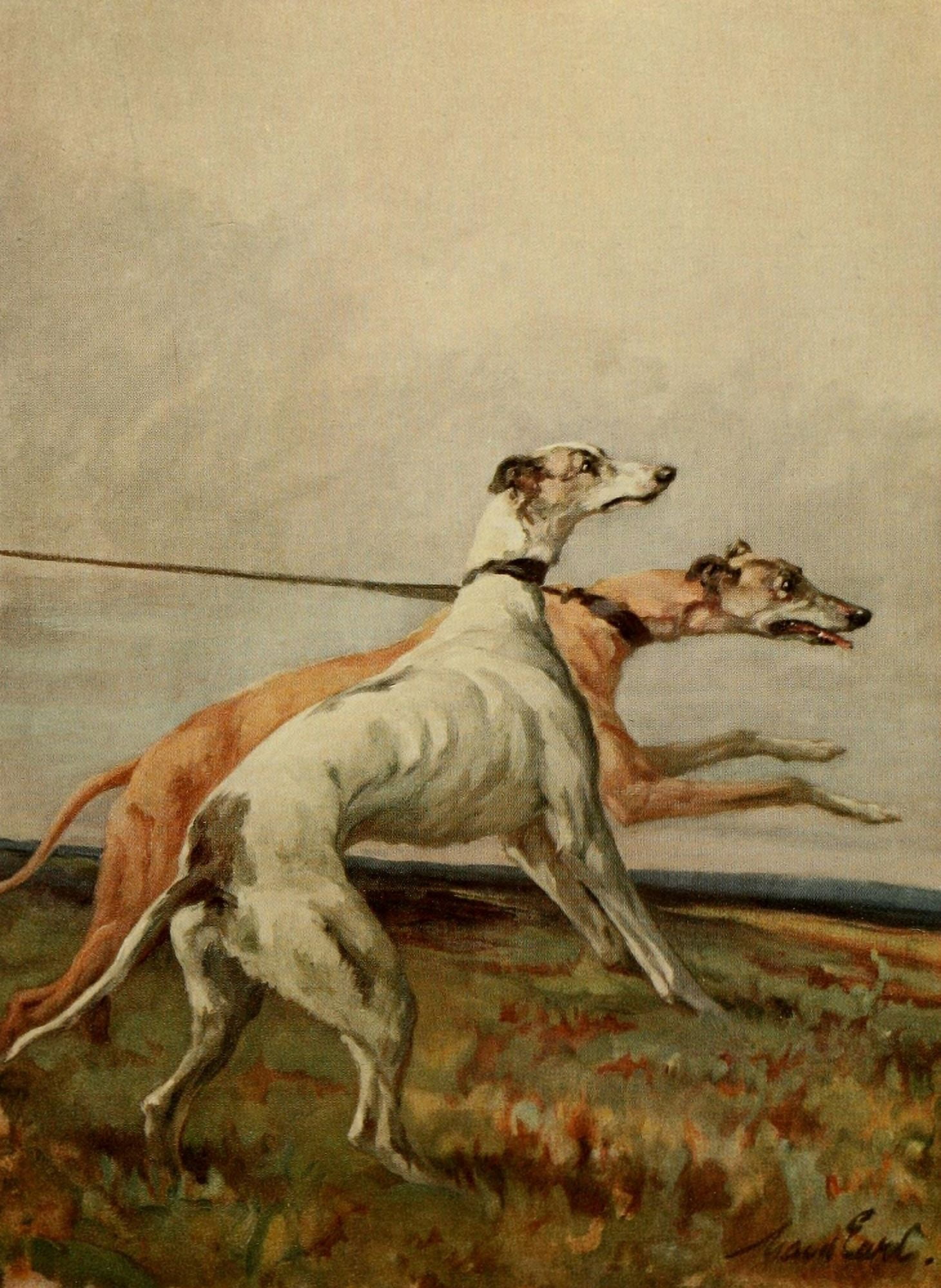 Power of the Dog 1910 Greyhounds Canvas Art - Maud Earl (18 x 24)