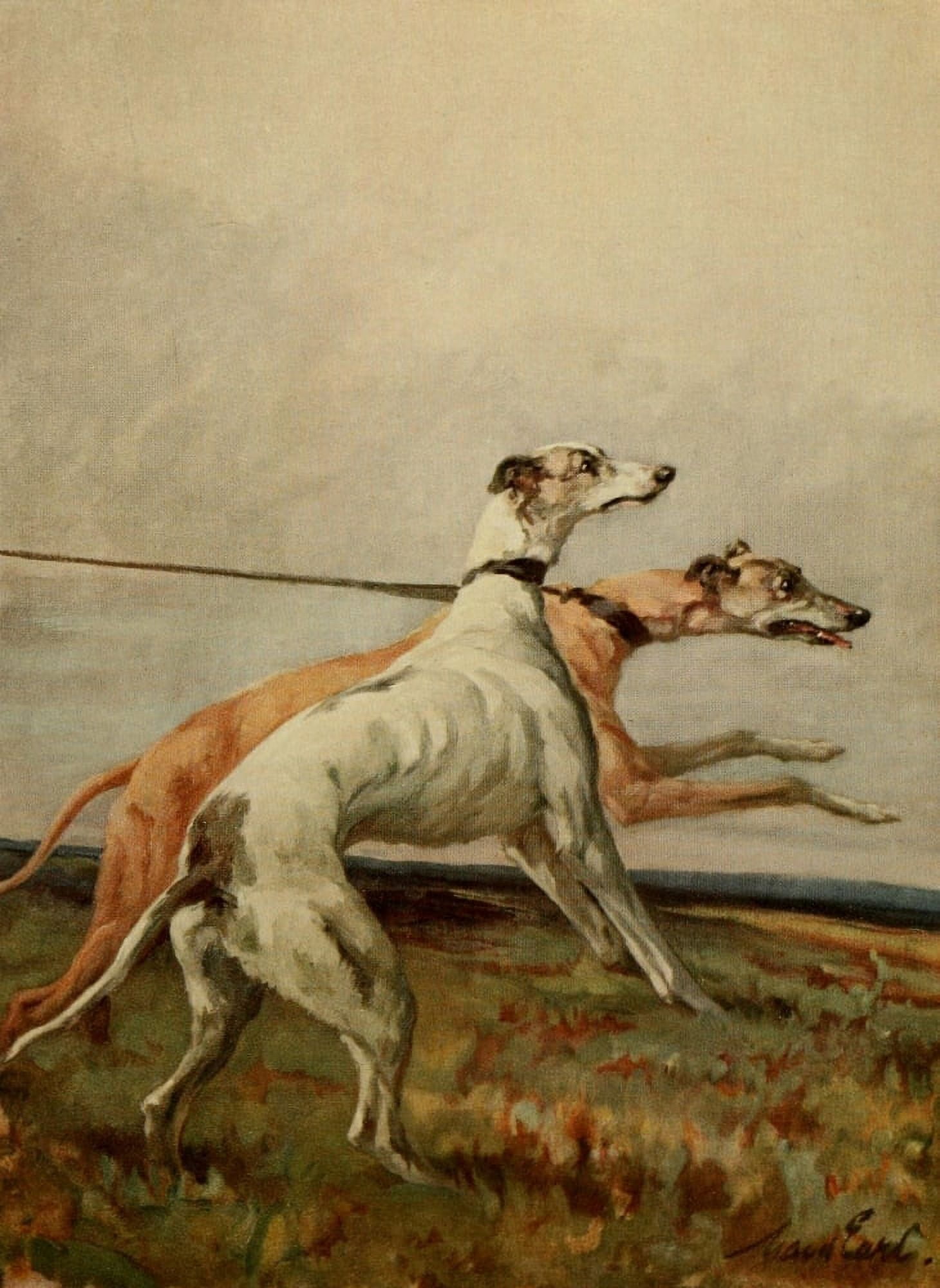 Power of the Dog 1910 Greyhounds Canvas Art - Maud Earl (24 x 36)