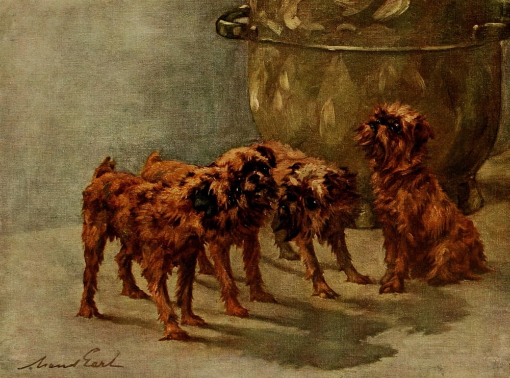 Power of the Dog 1910 Griffon Bruxellois Canvas Art - Maud Earl (18 x 24)