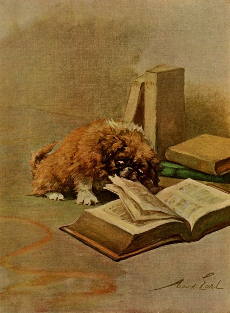 Power of the Dog 1910 Pekinese Puppy Canvas Art - Maud Earl (24 x 36)