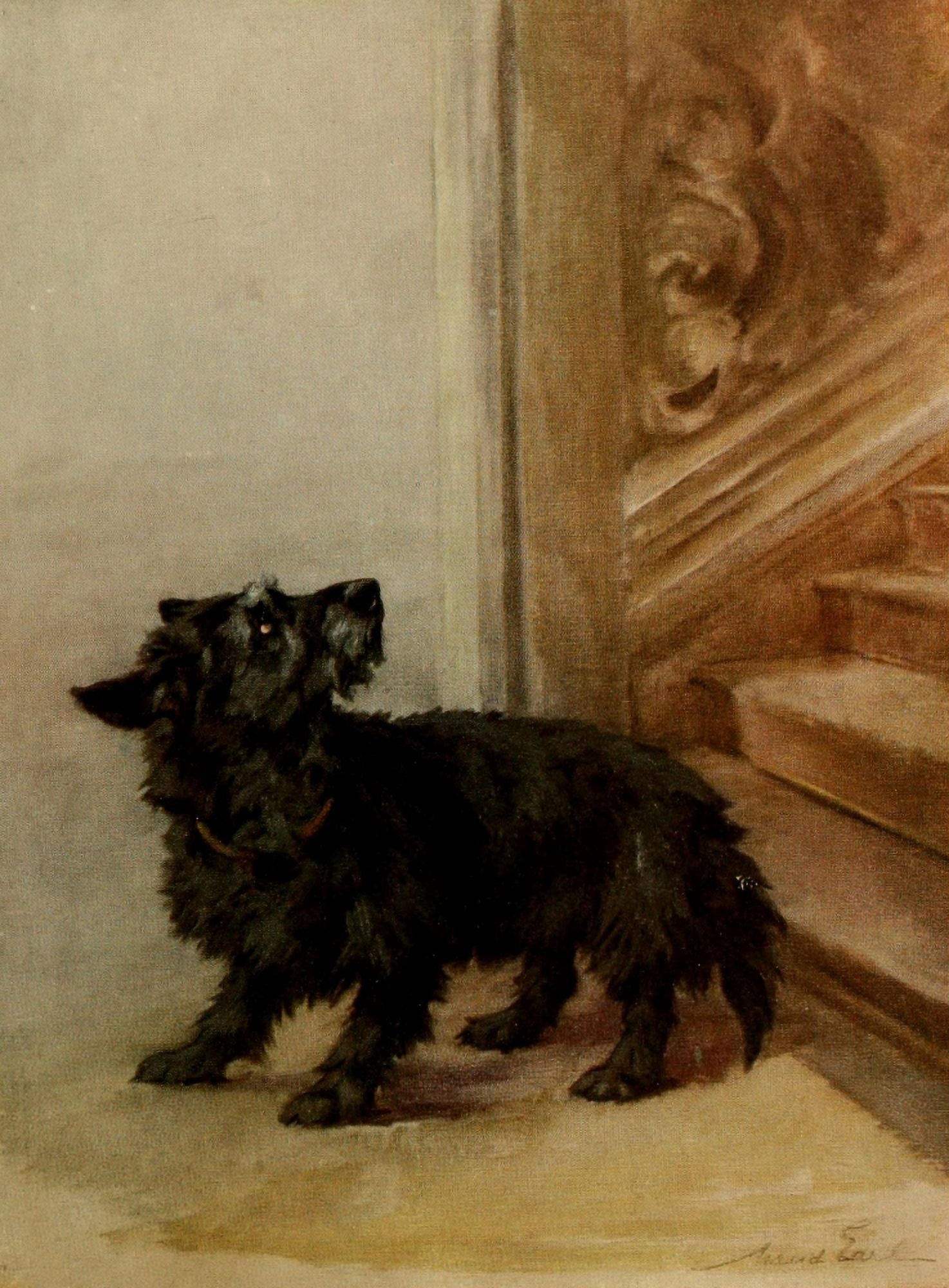 Power of the Dog 1910 Scottish Terrier Canvas Art - Maud Earl (24 x 36)