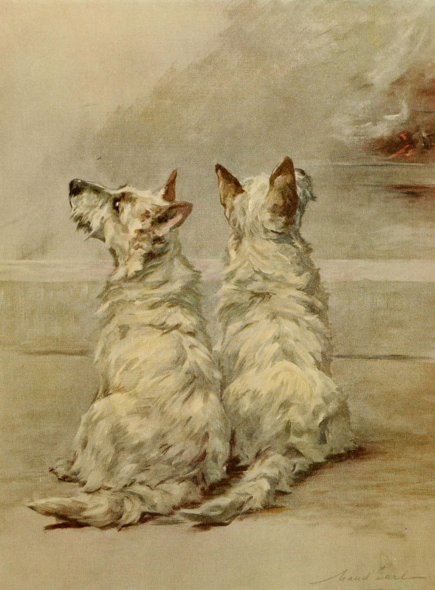 Power of the Dog 1910 West Highland White Terrier Canvas Art - Maud Earl (24 x 36)