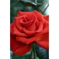 thumbnail image 1 of Powerhouse My Bouquet Rose Bush  - 4" Pot, 1 of 1