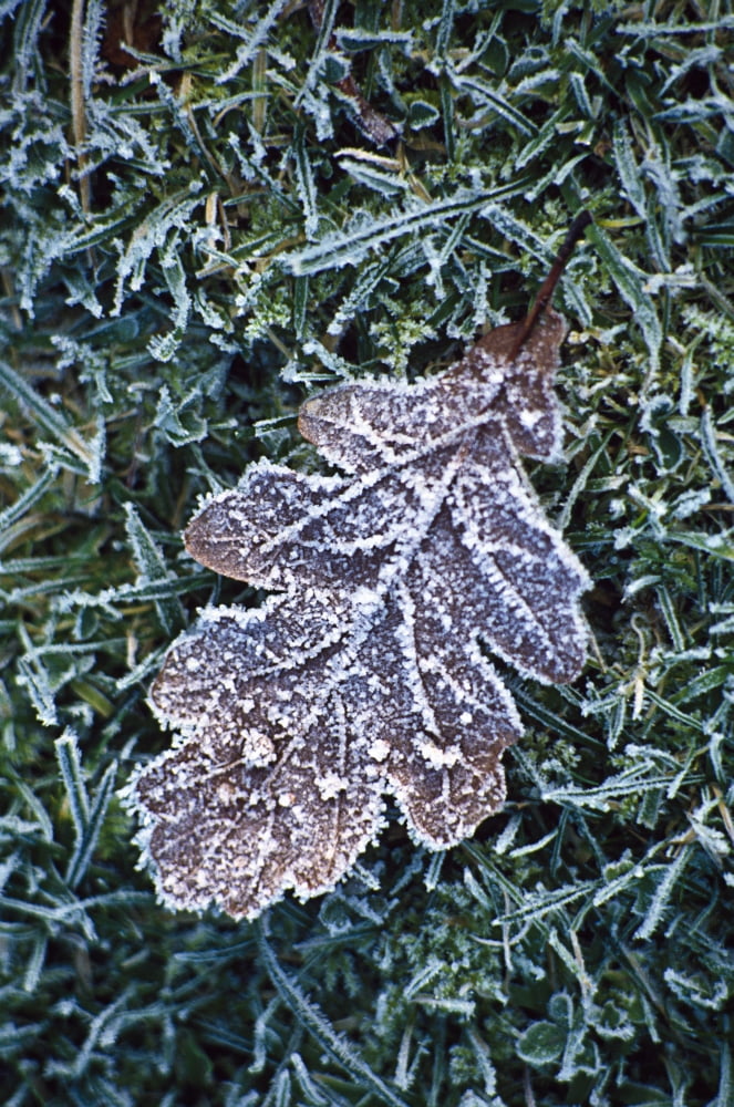 Powerscourt Estate County Wicklow Ireland Close-Up Of Frost On Leaf Canvas Art - Richard Cummins Design Pics (24 x 38)