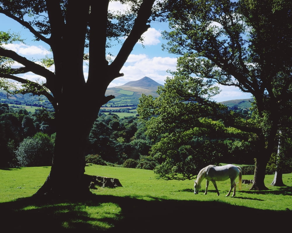 Powerscourt Estate County Wicklow Ireland White Horse Grazing In Park Canvas Art - The Irish Image Collection  Design Pics (17 x 13)