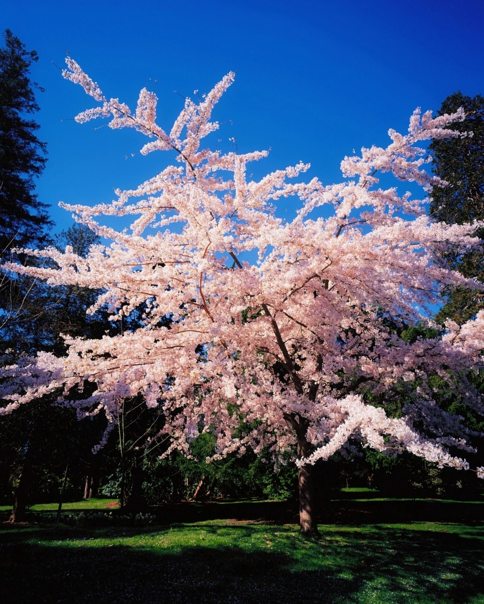 Powerscourt Gardens Powerscourt Estate Co Wicklow Ireland Tree In Blossom Canvas Art - The Irish Image Collection Design Pics (13 x 17)