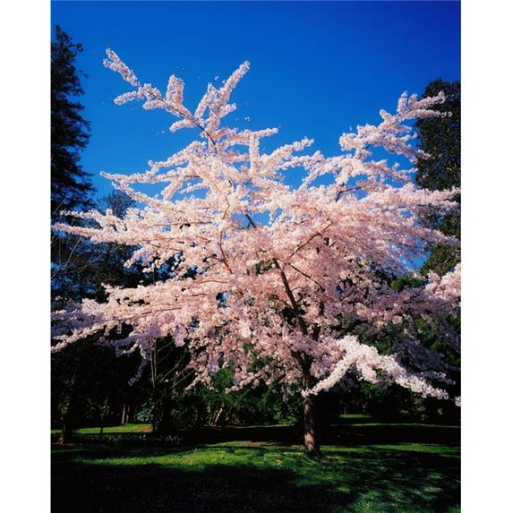 Powerscourt Gardens Powerscourt Estate Co Wicklow Ireland Tree in Blossom Poster Print by The Irish Image Collection - 26 x 34 - Large