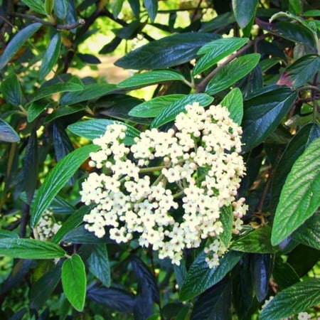 Prague Viburnum - Viburnum 'Pragense'