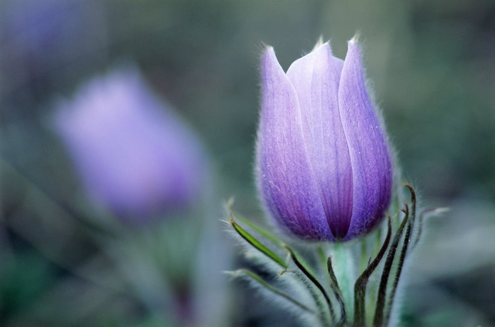 Prairie Crocus (Anemone Patens) Canvas Art - Mike Grandmaison Design Pics (18 x 12)