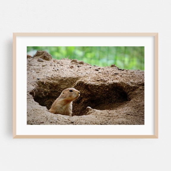 Prairie Dog - Photography Wildlife Nature Animal Desert Wilderness Scenic Woodland Oak Framed Wall Art Print 5 x 7 inches