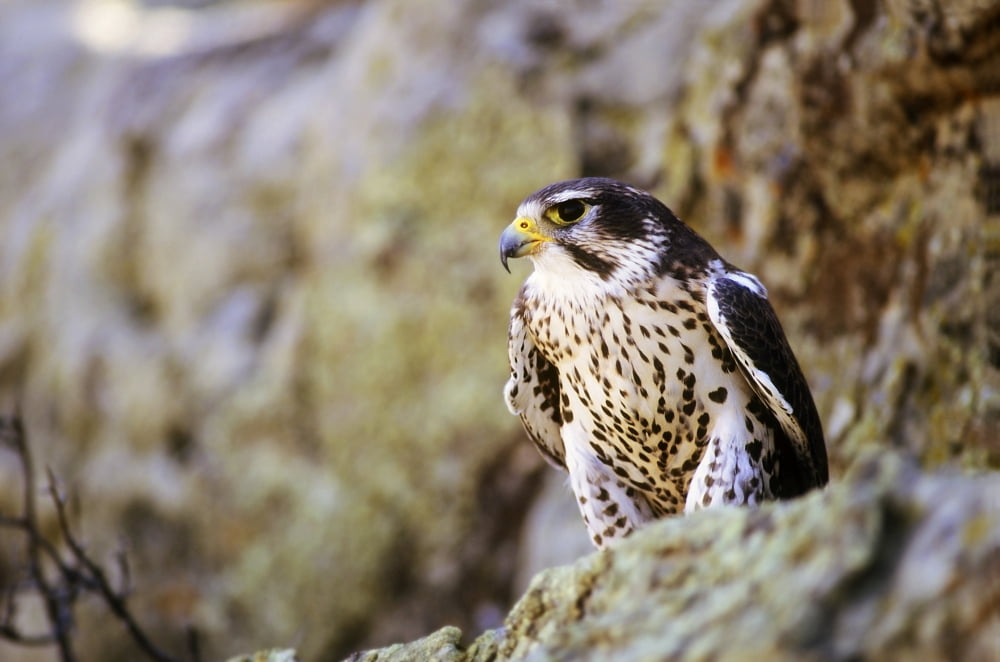 Prairie Falcon On Rock Ledge Canvas Art - John Pitcher Design Pics (17 x 11)