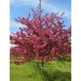 thumbnail image 1 of Prairie Fire Crabapple, 1 of 7