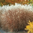 thumbnail image 1 of Prairie Flame (Panicum) Grass, Dormant Bare Root Starter Perennial Grass (1-Pack), 1 of 2