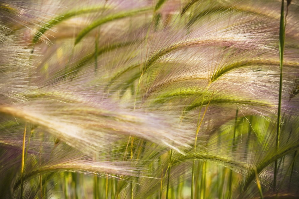 Prairie Grass Blowing In The Wind Mayo Yukon Canvas Art - Blake Kent Design Pics (38 x 24)